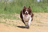 BORDER COLLIE 570